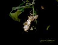 Cicada Emerging_5001124.jpg