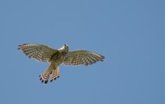 DSC_1970.jpg