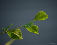 DSC_0237.jpg