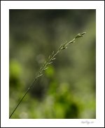 DSC_0240.jpg