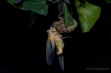Cicada Emerged_5001152.jpg