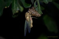 Cicada Emerged_5001164.jpg