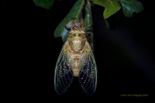 Cicada Emerged_5001172.jpg