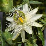Passiflora4.jpg