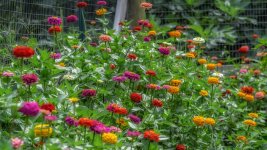Huntsville Gardens-July--22.jpg