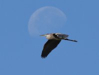 DSC_0086.jpg