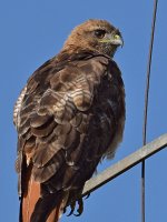 Hawk2.jpg
