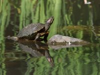 Turtle.jpg