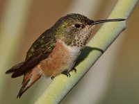 Hummer13.jpg
