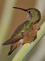 Hummer15.jpg