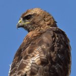 Hawk6.jpg