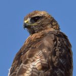 Hawk7.jpg