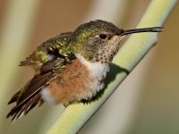 Hummer14.jpg