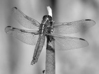 DragonFlyBW.jpg