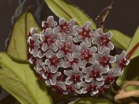 Hoya.jpg