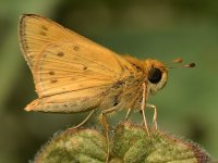 Skipper2.jpg