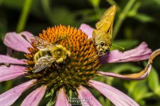 7-10-17-Black-Hill-Park-Macro_06.jpg