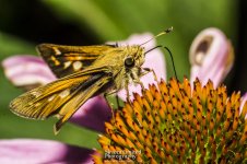 7-10-17-Black-Hill-Park-Macro_07.jpg