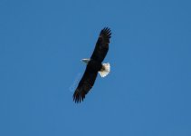 eagle.jpg
