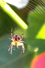 sm spider DSC_4436 -1.jpg