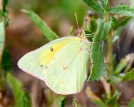 Butterfly-220.jpg