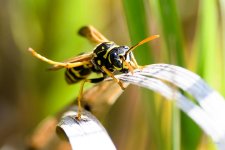 Wasp-200.jpg