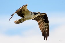 Osprey-250.jpg