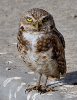 ROY_0732.JPG