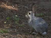 Rabbit.jpg