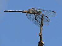 DragonFly2.jpg