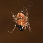 Spider.jpg