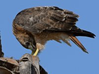 Hawk2.jpg