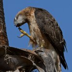 Hawk4.jpg