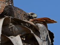 Hawk17.jpg