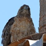 Hawk20.jpg