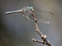 DragonFly3.jpg