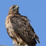 Hawk3.jpg