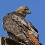 Hawk9.jpg