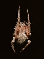 Spider4.jpg