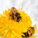 BeeBuddies-200.jpg