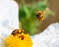 BeeBuddies-201.jpg