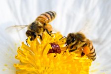 BeeBuddies-202.jpg