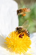 BeeBuddies-203.jpg