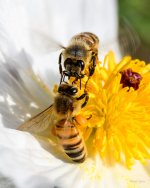 BeeBuddies-204.jpg