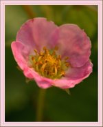 strawberry blossom DSC_4117 -1.jpg
