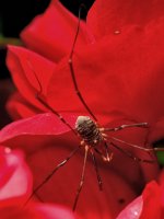 Daddy Long Legs DSC_4614 -1.jpg Daddy Long Legs DSC_4614 -1.jpg