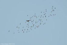 DSCN2275.jpg