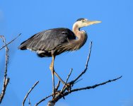 BlueHeron-290.jpg