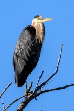 BlueHeron-291.jpg