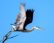 BlueHeron-289.jpg